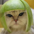 mnogoboretss